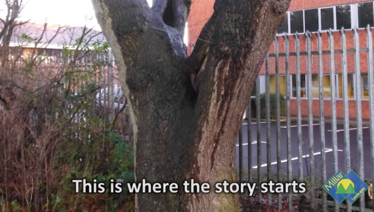 The story telling tree